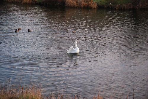 Godfrey's pond early Friday 13th Jan '12 089.jpg | Roger Bunting | Flickr