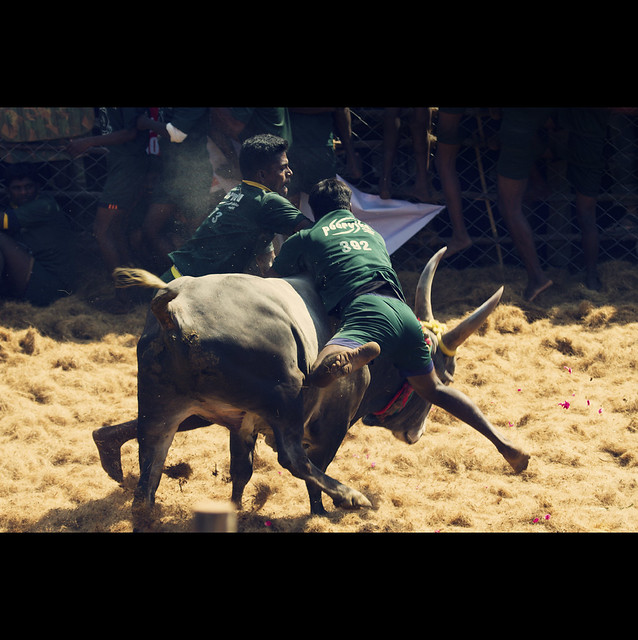 சல்லிகட்டு - The Bull Taming Sport @ Palamedu, Tamilnadu