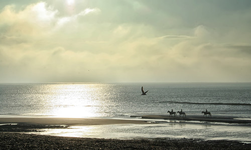 It was a beautiful Sunday..... by larigan., uk sea england horses beach sunshine sand unitedkingdom seagull horizon flight shingle pebbles recre