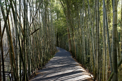 path corridor bamboo
