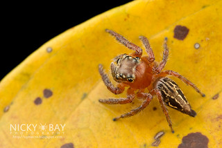 Jumping Spider (cf. Pancorius sp.) - DSC_5447