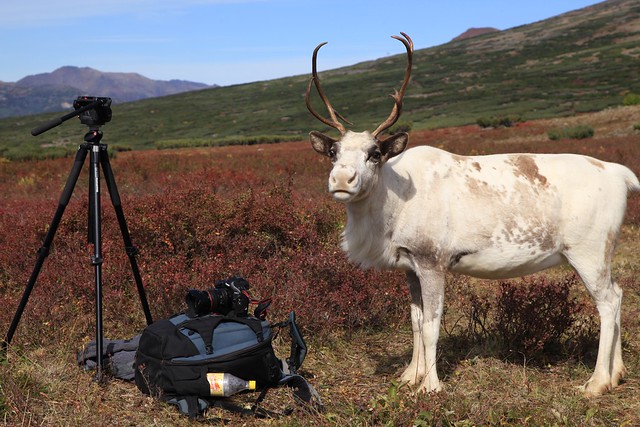 Even Reindeer Herders Camp Kamchatka Russia Far East (Explore)
