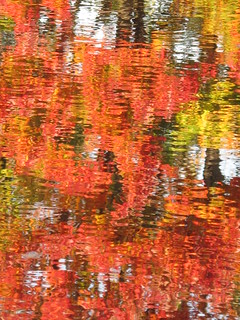 Garrison Forest - vibrant reflection | by karma (Karen)