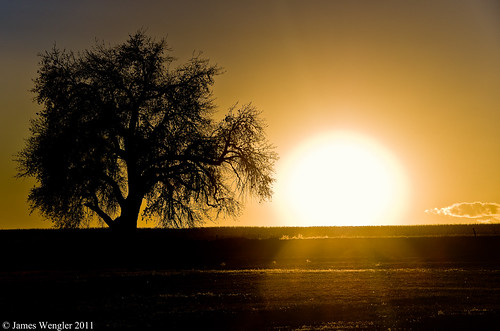 sunset tree silhouette colorado oilfields