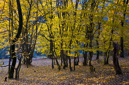 autumn tree fall yellow gold iran jungle gorgan golestan alangdareh