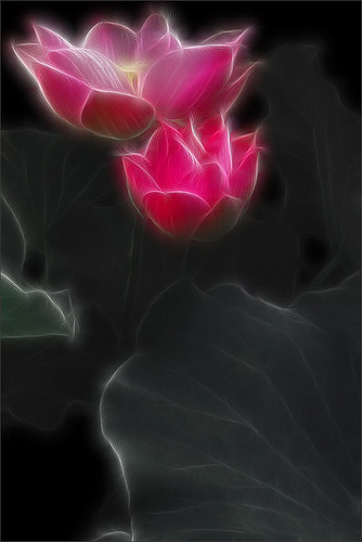 Lotus Flower Fractalius - IMG_5179-1-frac-1000 by Bahman Farzad