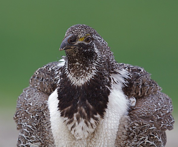 Sage Grouse, Head On View