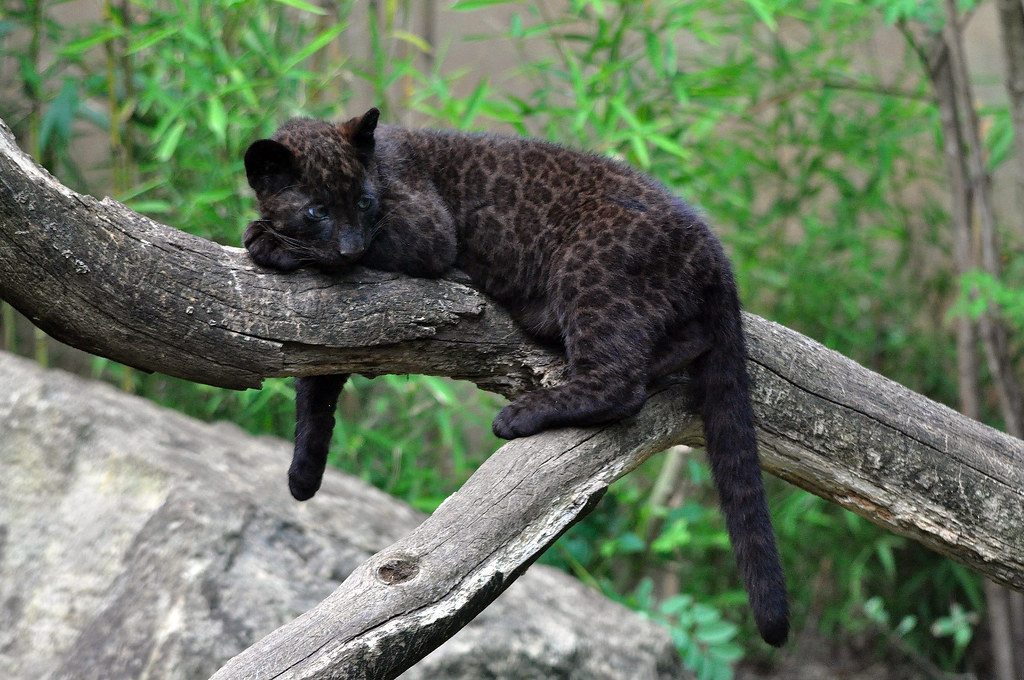 Filhote - Pantera-negra (Panthera onça) - Zoo d`Amnéville … | Flickr