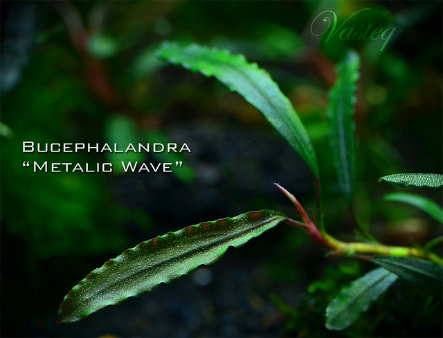 Bucephalandra sp. Metalic Wave