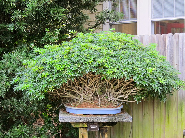 Schefflera arboricola bonsai