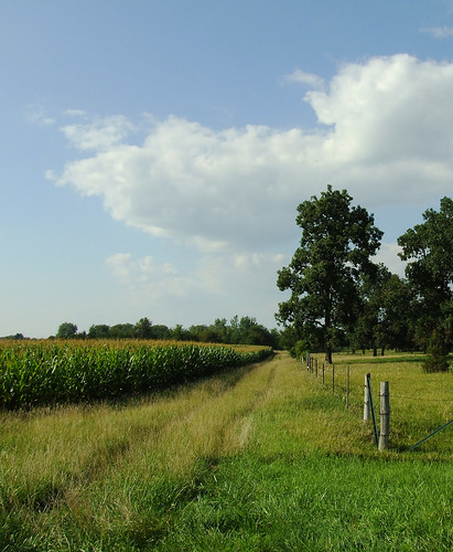 county field corn farming soybean agriculture oaksavannah landscapeprairie fencerowtowandameadowsruralmcleancountyprairiemidwestillinois