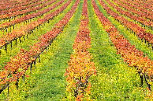 california fall colors river vine winery russian korbel