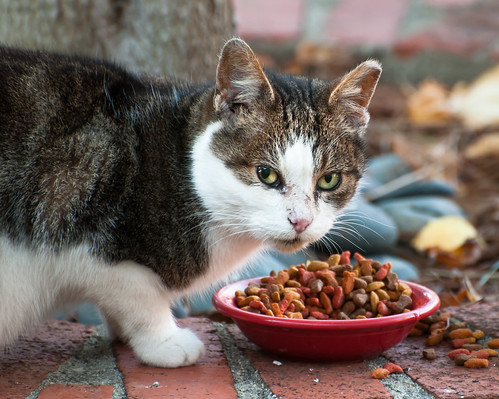 Backyard Kitty | by dharperino