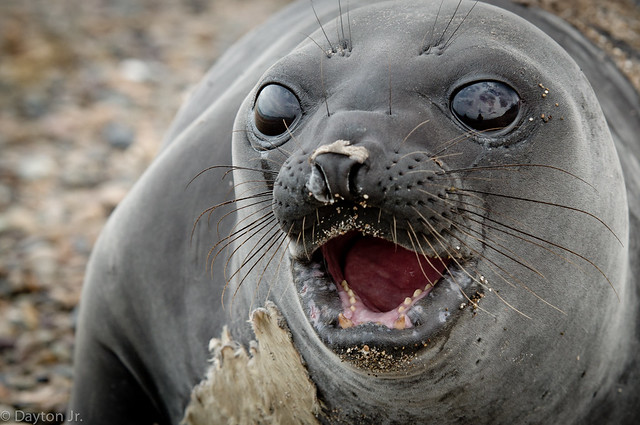 Patagonia - Punta Loma : Baby seal