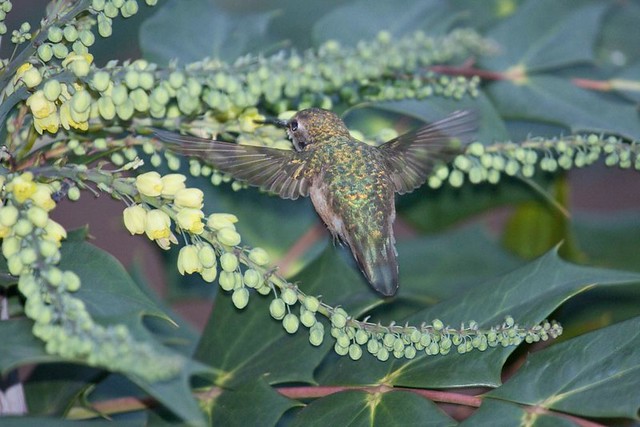 Selasphorus sp hummingbird