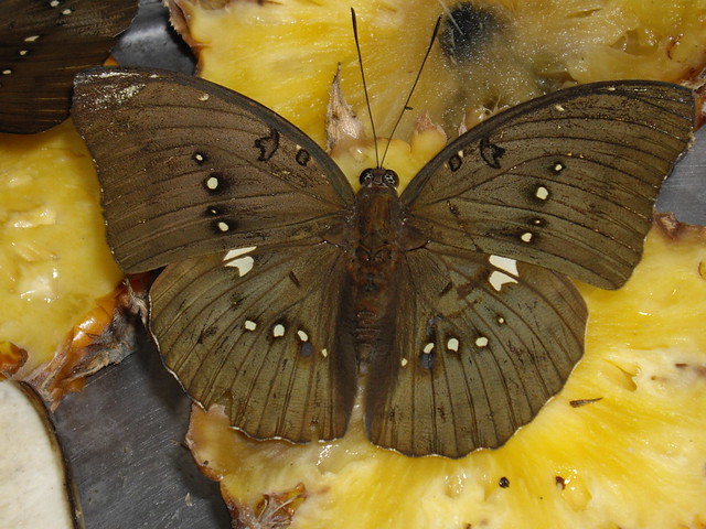33 Butterfly Park Kuala Lumpur 2009-10-20 24