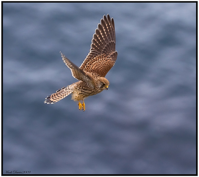 Hawks | Flickr