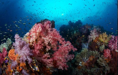 Raja Ampat