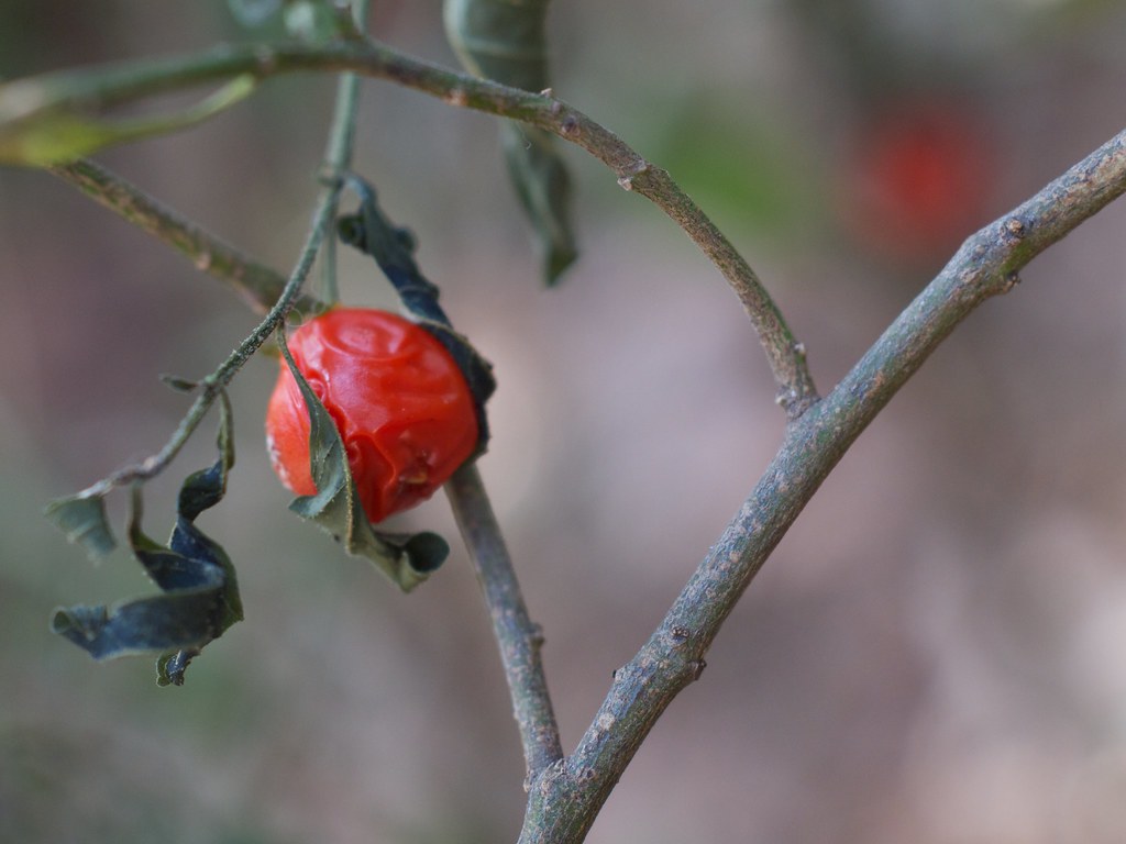 dry berry.