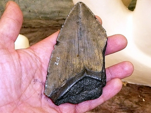 Carcharodon Tooth Fossil