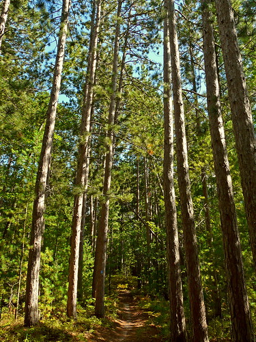 trees nature forest woods path michigan panasonic trail interlochen lostlake lakeann grandtraversecounty lakedubonnet fz18 scenicsnotjustlandscapes jimflix lostlakepathway