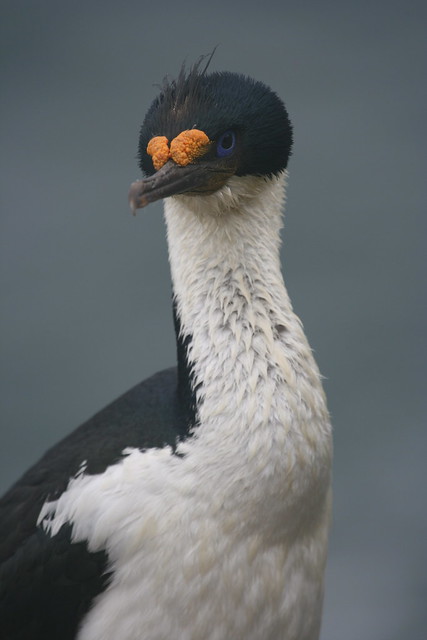 King Cormorant