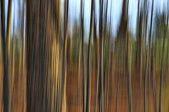 Day 353 - Expressionist Forest 1