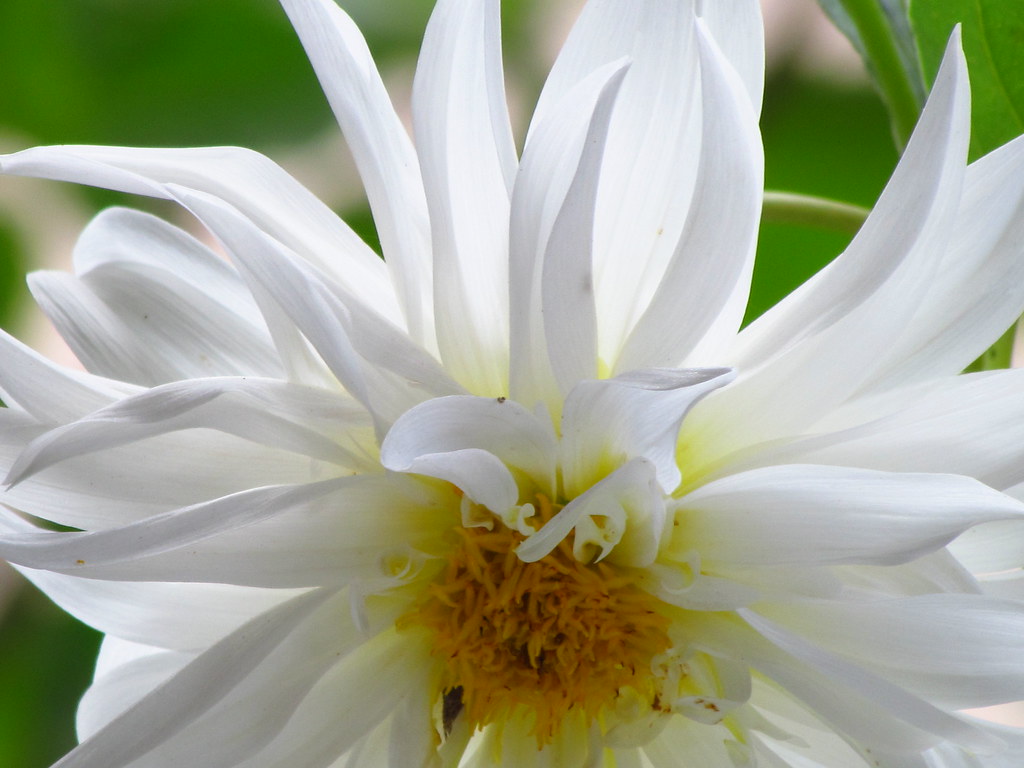 Flor dália branca | Fotografada em Vista Linda - Domingos Ma… | Luciano  Secchin | Flickr