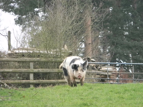 Friendly pig Aldermaston to Woolhampton