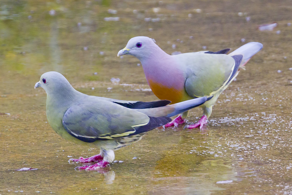 Pink-necked Green-pigeon Couple BP_29012012_002