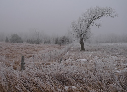 leica snow cold tree grass fog fence landscape haze frost country foggy meadow atmosphere scene pasture fencing posts mn damp frosted frostline hoarsfrost dllux4 henneoincounty