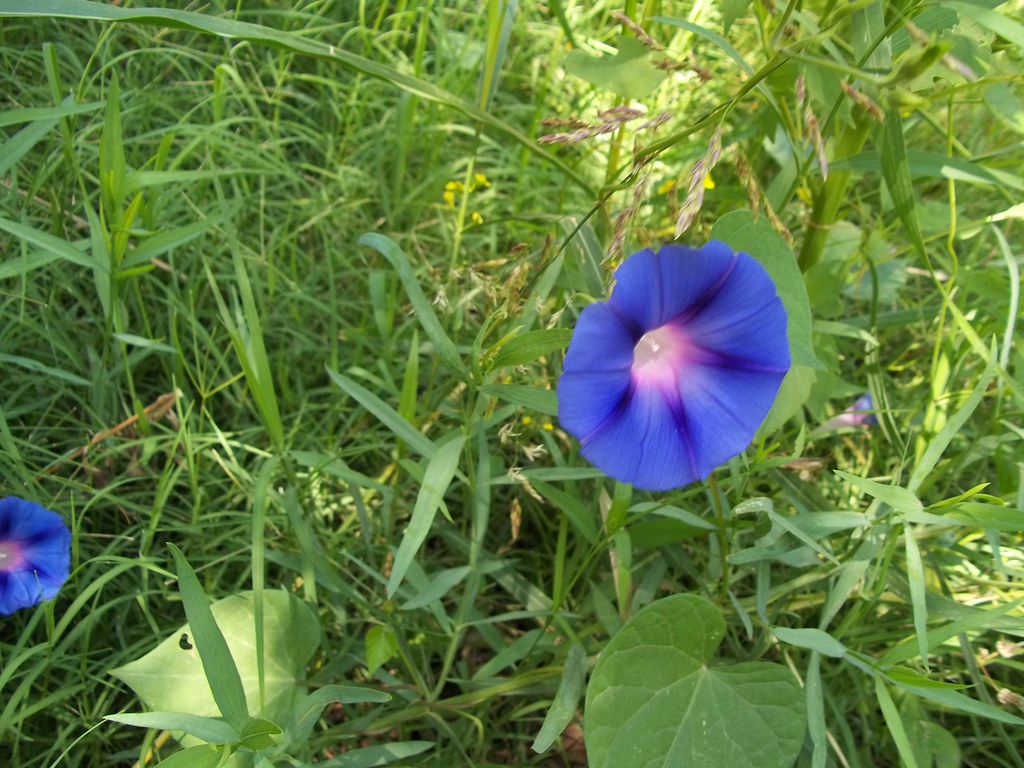 Suspiro azul en medio del pasto | Los Suspiros son flores si… | Flickr