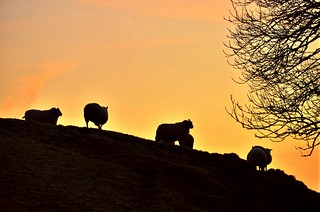 sheep-sunrise
