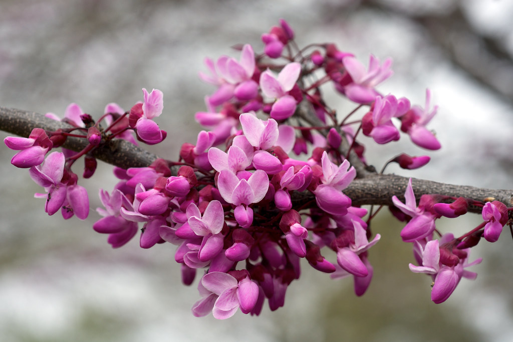 Cercis canadensis