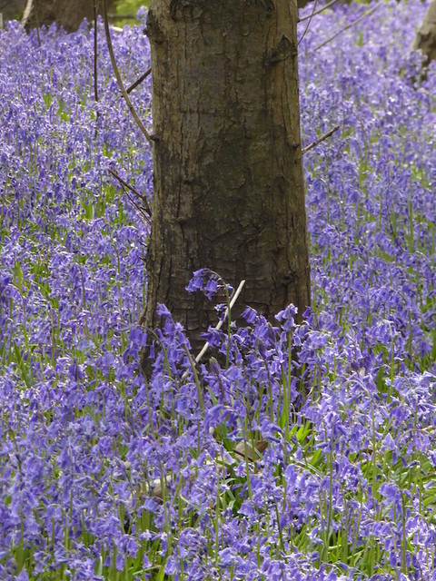 Bluebells near HIgh Hurstwood Buxted Circular walk
