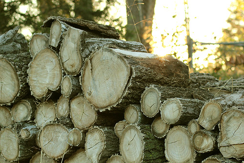Logs waiting to be chopped