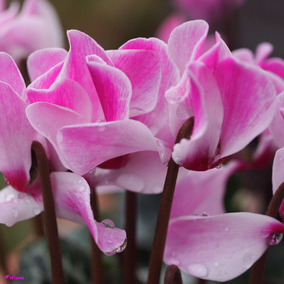 篝火花 Cyclamen Persicum ピンクのシクラメンの花言葉は はにかみ だそうです Flickr