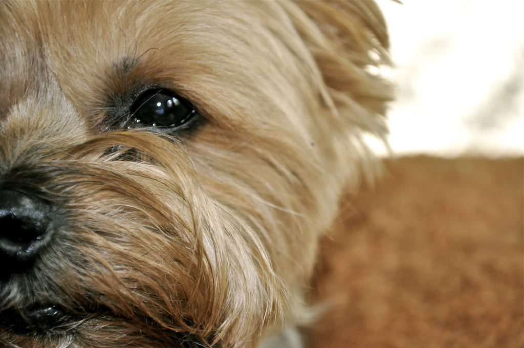 Max dog