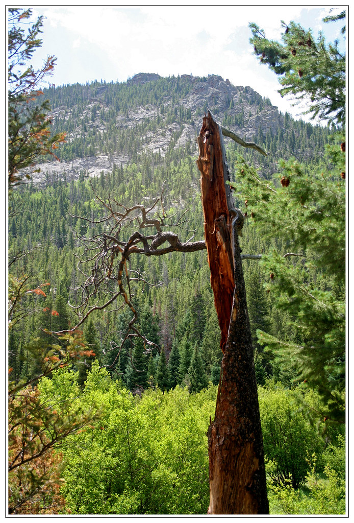 Trees From Ringo Talking Tree from Lord of the Rings ? | I just had to includ… | Flickr