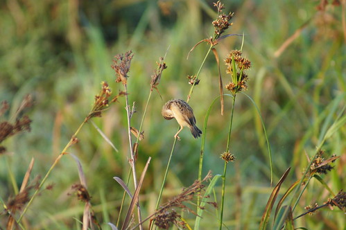 bird nature wildlife srilanka sonyslta55v