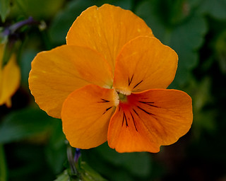 Orange Slice | A type of orange pansy growing in front of th… | Flickr
