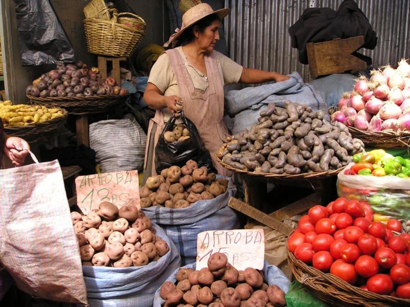 Bolivia potato diversity by Annie Lane.