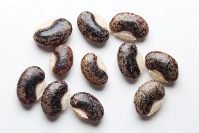 Desmodium gyrans (Telegraph Plant) seeds