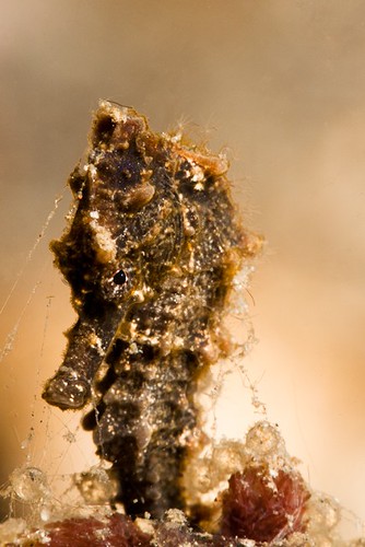 Malapascua