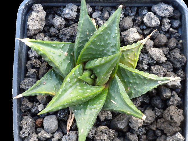 Haworthia limifolia var. arcana (RSA, Hectorspruit)
