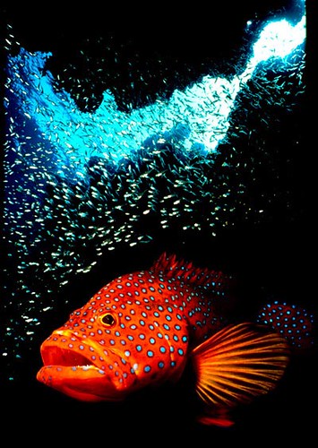 Maldive