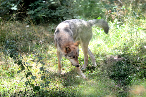 Lobo | by Jose Antonio Blanco Martin