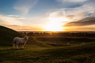 Sheep view