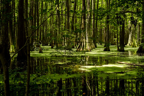 trees lake green water louisiana unitedstates swamp saintlandry duckmoss