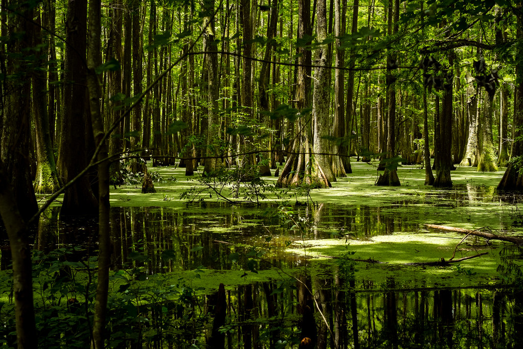 Lake Chicot Swamp.